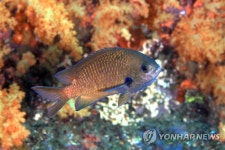 문섬의 화려한 연산호