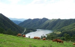 [#꿀잼여행] 강원권: 양떼, 토끼와 함께 드넓은 초원 걷는 춘천의 알프스