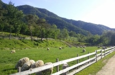 [#꿀잼여행] 강원권: 양떼, 토끼와 함께 드넓은 초원 걷는 춘천의 알프스