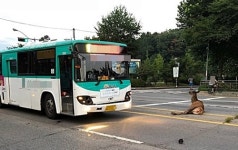농장 탈출한 사슴, 시내버스와 충돌…소방대 구조