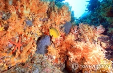 서귀포 문섬이 다이빙의 메카가 된 이유는