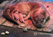 경포 아쿠아리움에서 새끼 수달 3마리 탄생
