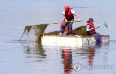 미역 채취가 아닙니다