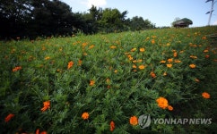 들꽃마루 물들이는 코스모스