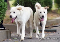 김정은 회담 선물 새끼 풍산개 2마리