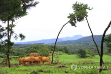 비 그친 제주의 아침