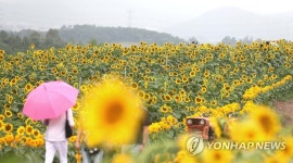 제7회 강주 해바라기 축제