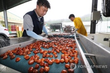 추석 앞두고 햇밤 나왔어요