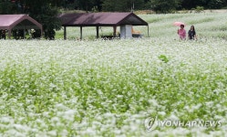 흐드러진 메밀꽃 향기 속으로