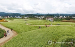 흐드러진 메밀꽃 물결