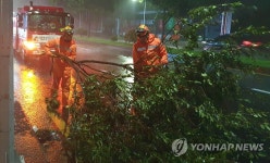 강풍에 쓰러진 가로수