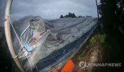 제주 비닐하우스 태풍에 폭삭