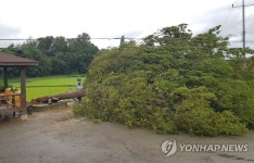 강풍에 쓰러진 가로수