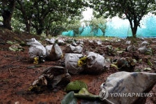 과수원에 나뒹구는 배