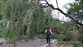 마을 입구 가로막은 버드나무