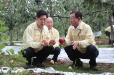 떨어진 것보다 상처 난 흠과가 더 문제 예산 과수농가 한숨