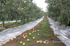 태풍 피해 본 예산 사과 농원