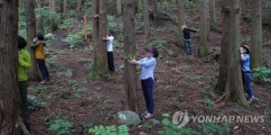 광양시 사라실 예술촌, 숲속의 전남 만들기 선정