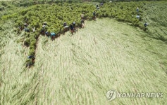 농진청, 태풍 피해 농가 일손 돕기 나서