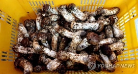 1등급 인제 송이 113만3천300원