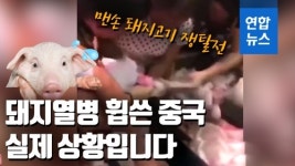 [영상] 중국은 지금 돼지고기 쟁탈전…아프리카돼지열병 뭐길래?