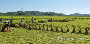 쓰러진 벼 세우는 장병들