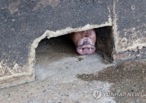 파주 농가 출하 돼지 도축된 도축장