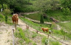 낙동강 발원지 태백 황지연못서 황부자 며느리 축제