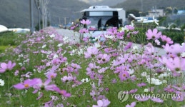 코스모스길 따라 달리는 완행버스