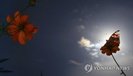 호접지몽(胡蝶之夢), 나비처럼 꽃처럼