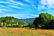 영월 동강변 붉은 메밀꽃밭