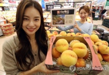 산지뚝심 대향금 황도