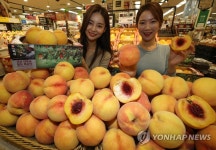 산지뚝심 대향금 황도
