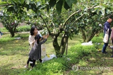 나주 배 이렇게 따세요