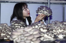 이것이 국산 느타리 솔타리