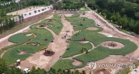 하늘에서 본 인제 가을꽃 축제장