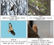 국내 맹금류 4종 표준게놈 지도 첫 완성…야행성 특성 등 규명