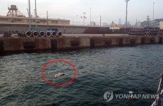 부산항 8부두 해상서 발견된 청새리상어 사체