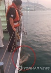 부산항 8부두 해상서 발견된 청새리상어 사체