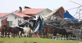 강풍에 날아간 제주의 목장