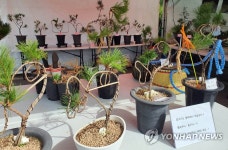 홍천 축제장에 전시된 연리지