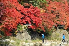 한 폭의 그림은 바로 이런 곳…태백 철암단풍축제 11∼13일 열려