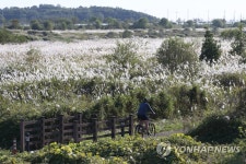 광주 영산강변에 핀 하얀 억새