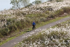 영산강변에 찾아온 가을