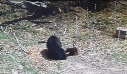 새끼 반달가슴곰 3마리 김천 수도산에 추가 방사