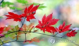 태백산 백천계곡 단풍길 걸어보세요…19∼20일 걷기 축제