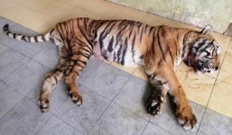사람 4명 해친 호랑이, 말레이 구조센터서 21년 살고 자연사