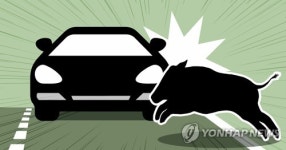 경부고속도로에 멧돼지 출몰…승용차와 충돌 아찔