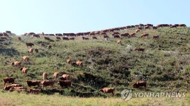 천고우비의 계절