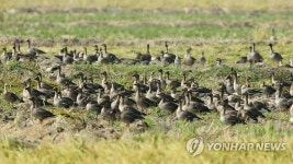 서산 천수만 간척농지 찾은 기러기떼
